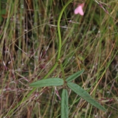 Grona varians (Slender Tick-Trefoil) at Gundaroo, NSW - 6 Dec 2016 by MaartjeSevenster