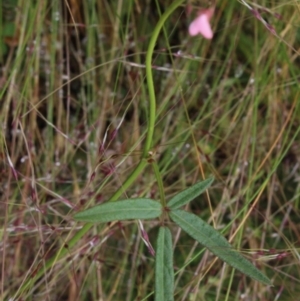 Grona varians at Gundaroo, NSW - 6 Dec 2016