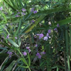 Glycine sp. at MTR591 at Gundaroo - 15 Nov 2016 by MaartjeSevenster