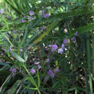 Glycine sp. at Gundaroo, NSW - 16 Nov 2016