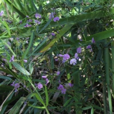 Glycine sp. at MTR591 at Gundaroo - 15 Nov 2016 by MaartjeSevenster