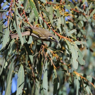 Caligavis chrysops (Yellow-faced Honeyeater) at QPRC LGA - 22 Apr 2014 by Wandiyali