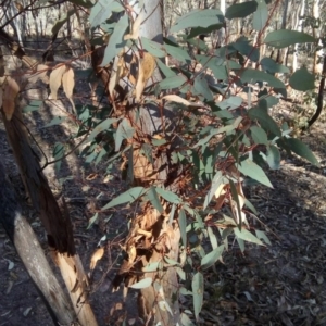 Eucalyptus blakelyi at Wanniassa Hill - 25 Jul 2017