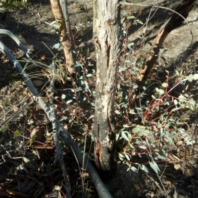 Eucalyptus bridgesiana (Apple Box) at Wanniassa Hill - 25 Jul 2017 by ArcherCallaway