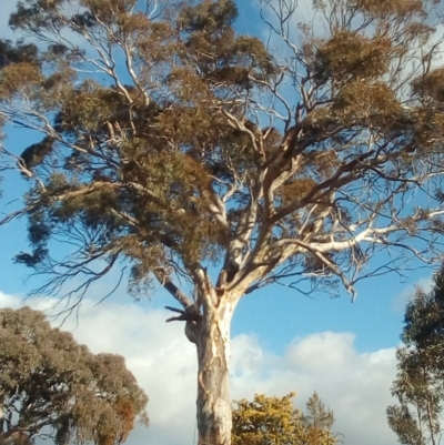 Eucalyptus melliodora (Yellow Box) at Wanniassa Hill - 24 Jul 2017 by ArcherCallaway