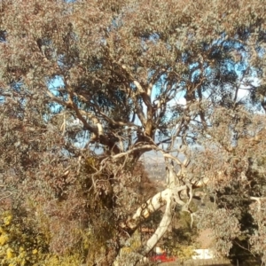 Eucalyptus melliodora at Fadden, ACT - 25 Jul 2017