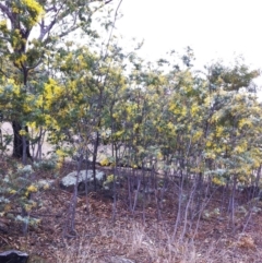 Acacia baileyana at Garran, ACT - 27 Jul 2017 12:00 AM