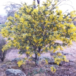 Acacia baileyana at Garran, ACT - 27 Jul 2017 12:00 AM