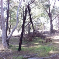 Acacia decurrens at Hughes, ACT - 26 Jul 2017 12:00 AM