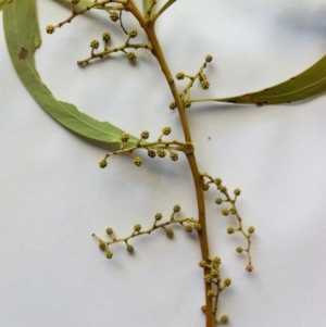 Acacia rubida at Hughes, ACT - 3 Aug 2017 01:32 PM