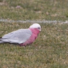 Eolophus roseicapilla (Galah) at Holt, ACT - 26 Jul 2017 by Alison Milton