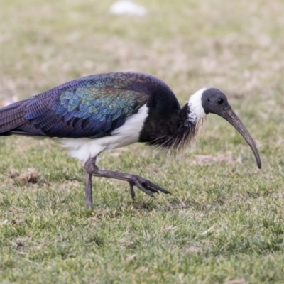 Threskiornis spinicollis (Straw-necked Ibis) at Holt, ACT - 26 Jul 2017 by AlisonMilton