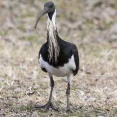 Threskiornis spinicollis at Holt, ACT - 26 Jul 2017 01:43 PM