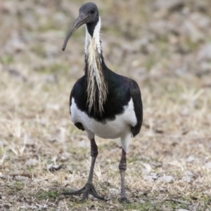 Threskiornis spinicollis at Holt, ACT - 26 Jul 2017