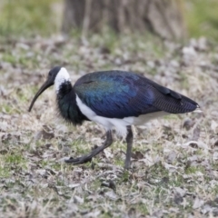 Threskiornis spinicollis at Holt, ACT - 26 Jul 2017