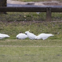 Cacatua galerita (Sulphur-crested Cockatoo) at Holt, ACT - 26 Jul 2017 by Alison Milton