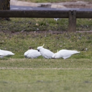 Cacatua galerita at Holt, ACT - 26 Jul 2017