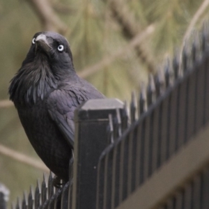 Corvus coronoides at Holt, ACT - 26 Jul 2017 01:50 PM