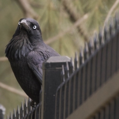 Corvus coronoides (Australian Raven) at Holt, ACT - 26 Jul 2017 by Alison Milton