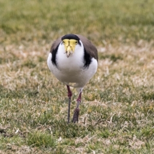 Vanellus miles at Holt, ACT - 27 Jul 2017 10:01 AM