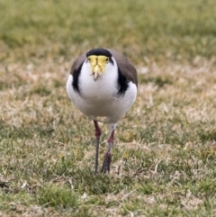 Vanellus miles (Masked Lapwing) at Holt, ACT - 27 Jul 2017 by Alison Milton