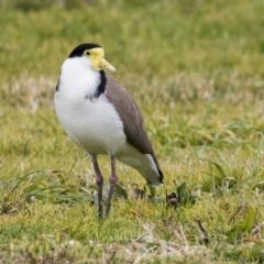 Vanellus miles at Holt, ACT - 27 Jul 2017 10:01 AM