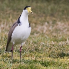 Vanellus miles at Holt, ACT - 27 Jul 2017 10:01 AM