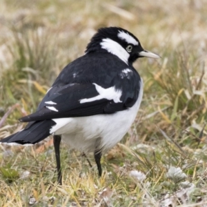 Grallina cyanoleuca at Holt, ACT - 27 Jul 2017 10:03 AM