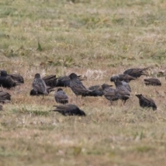 Sturnus vulgaris at Holt, ACT - 27 Jul 2017 10:04 AM