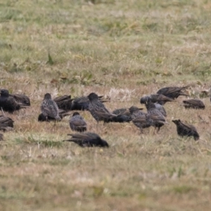 Sturnus vulgaris at Holt, ACT - 27 Jul 2017 10:04 AM