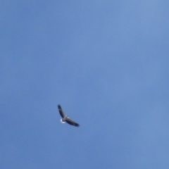 Haliaeetus leucogaster (White-bellied Sea-Eagle) at Greenway, ACT - 27 Jul 2017 by ozza