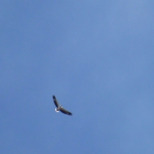 Haliaeetus leucogaster at Greenway, ACT - 27 Jul 2017