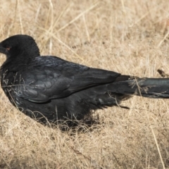 Corcorax melanorhamphos (White-winged Chough) at Kambah, ACT - 27 Jul 2017 by Alison Milton