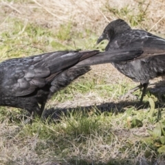 Corcorax melanorhamphos at Kambah, ACT - 27 Jul 2017 01:14 PM