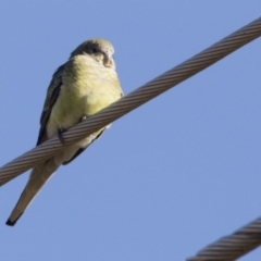 Psephotus haematonotus (Red-rumped Parrot) at Kambah, ACT - 27 Jul 2017 by Alison Milton