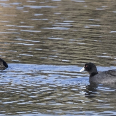 Fulica atra (Eurasian Coot) at Kambah, ACT - 27 Jul 2017 by Alison Milton