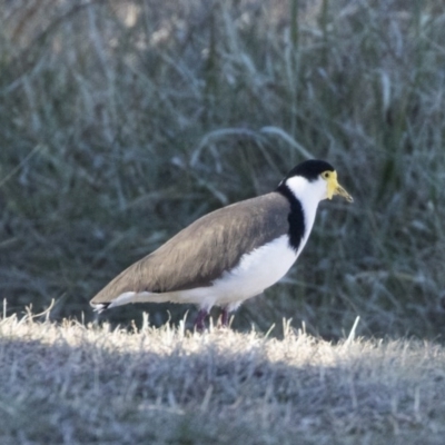 Vanellus miles (Masked Lapwing) at Greenway, ACT - 27 Jul 2017 by Alison Milton