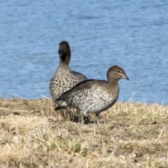 Chenonetta jubata (Australian Wood Duck) at Greenway, ACT - 27 Jul 2017 by AlisonMilton