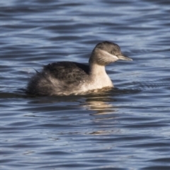 Poliocephalus poliocephalus (Hoary-headed Grebe) at Greenway, ACT - 27 Jul 2017 by Alison Milton