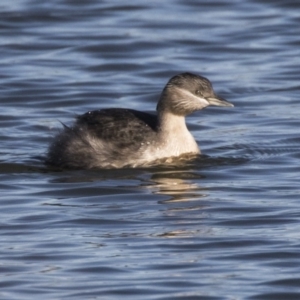 Poliocephalus poliocephalus at Greenway, ACT - 27 Jul 2017