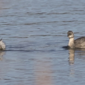 Poliocephalus poliocephalus at Greenway, ACT - 27 Jul 2017