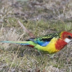 Platycercus eximius (Eastern Rosella) at Greenway, ACT - 27 Jul 2017 by AlisonMilton