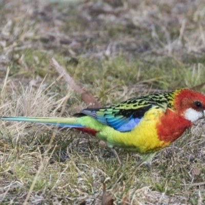 Platycercus eximius (Eastern Rosella) at Greenway, ACT - 27 Jul 2017 by Alison Milton