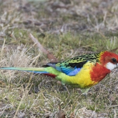 Platycercus eximius (Eastern Rosella) at Greenway, ACT - 27 Jul 2017 by AlisonMilton