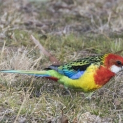 Platycercus eximius (Eastern Rosella) at Greenway, ACT - 27 Jul 2017 by Alison Milton