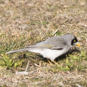 Manorina melanocephala at Greenway, ACT - 27 Jul 2017