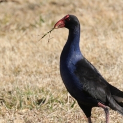 Porphyrio melanotus (Australasian Swamphen) at Greenway, ACT - 27 Jul 2017 by AlisonMilton