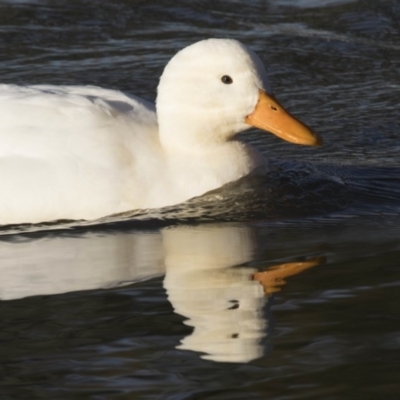 Anas platyrhynchos (Mallard (Domestic Type)) at Stranger Pond - 27 Jul 2017 by AlisonMilton