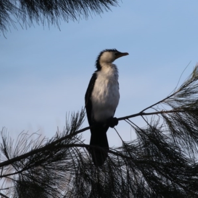 Microcarbo melanoleucos (Little Pied Cormorant) at Stranger Pond - 27 Jul 2017 by Alison Milton