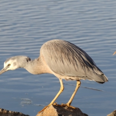 Egretta novaehollandiae (White-faced Heron) at Stranger Pond - 27 Jul 2017 by Alison Milton